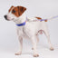 VITALWAVE Dreamfade Dog Collar & Leash Set