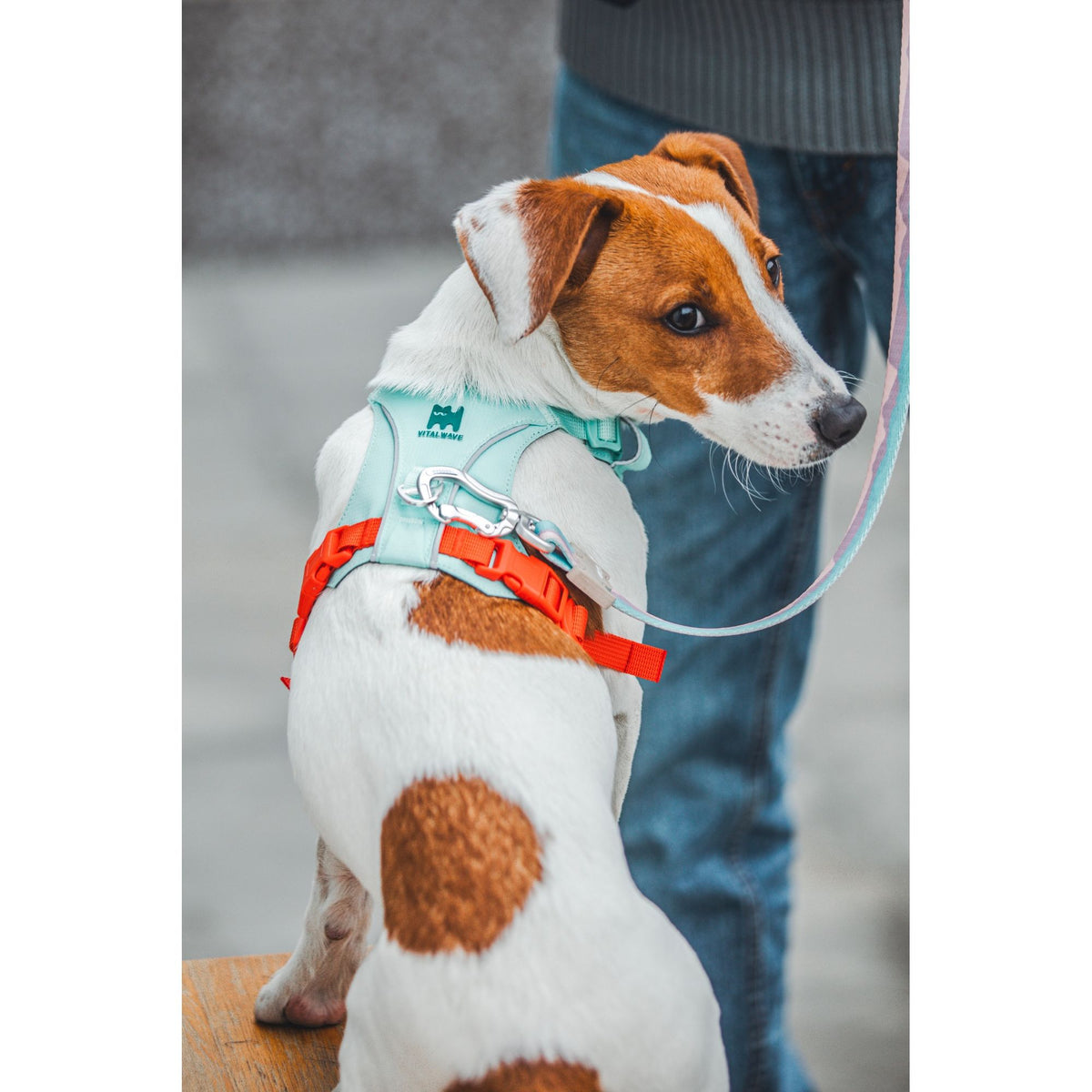 VITALWAVE FeatherGlow Dog Harness