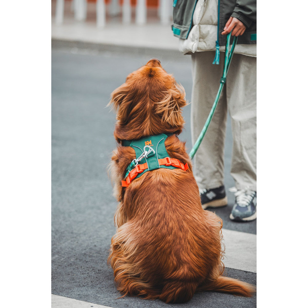 VITALWAVE FeatherGlow Dog Harness