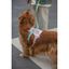 VITALWAVE FeatherGrip Dog Harness