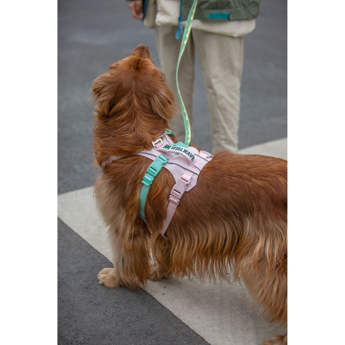VITALWAVE FeatherGrip Dog Harness