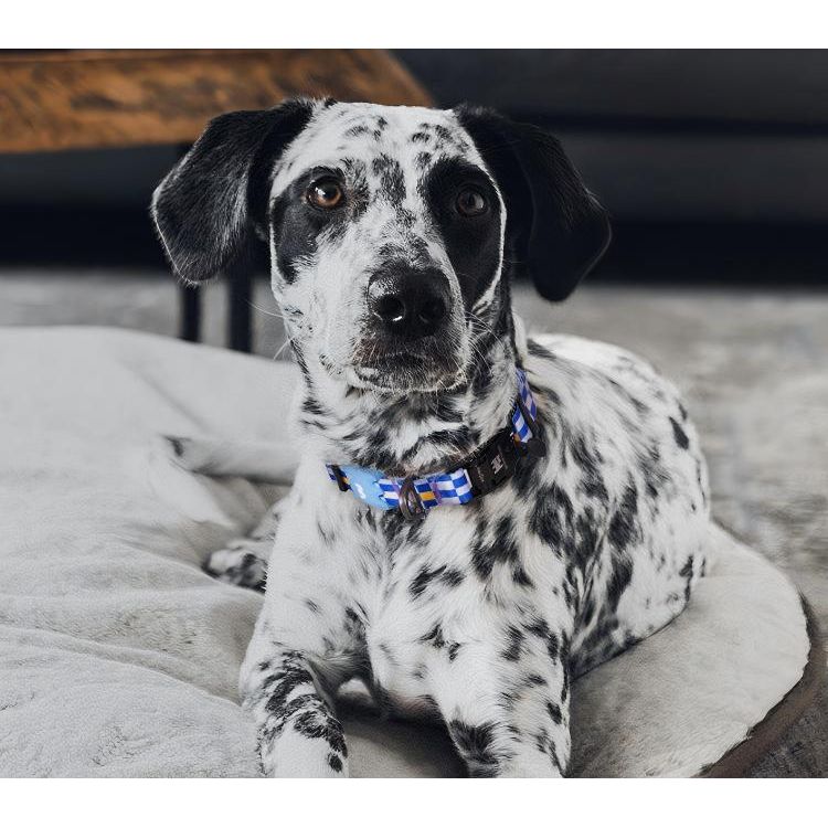 VITALWAVE Pollocksaic Magnetic Snap Dog Collar