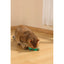 M-Pets CHARMY Catnip Cat Toy - BUGBEAR Green