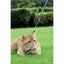 M-Pets URBANSTYLE Freestyle Cat ECO SET (Harness & Leash)