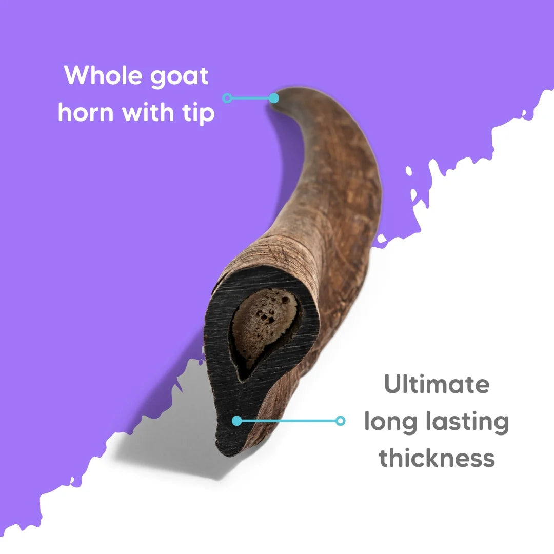 The Pet Projcet NATURAL WHOLE GOAT HORN Large Dog Treats