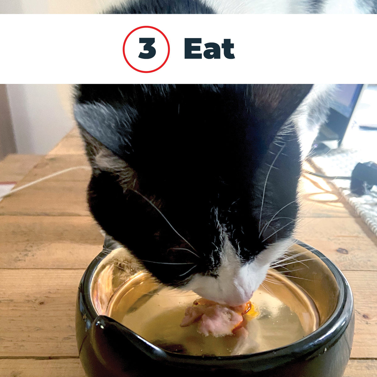 Step 3: cat eating food with Antinol oil added