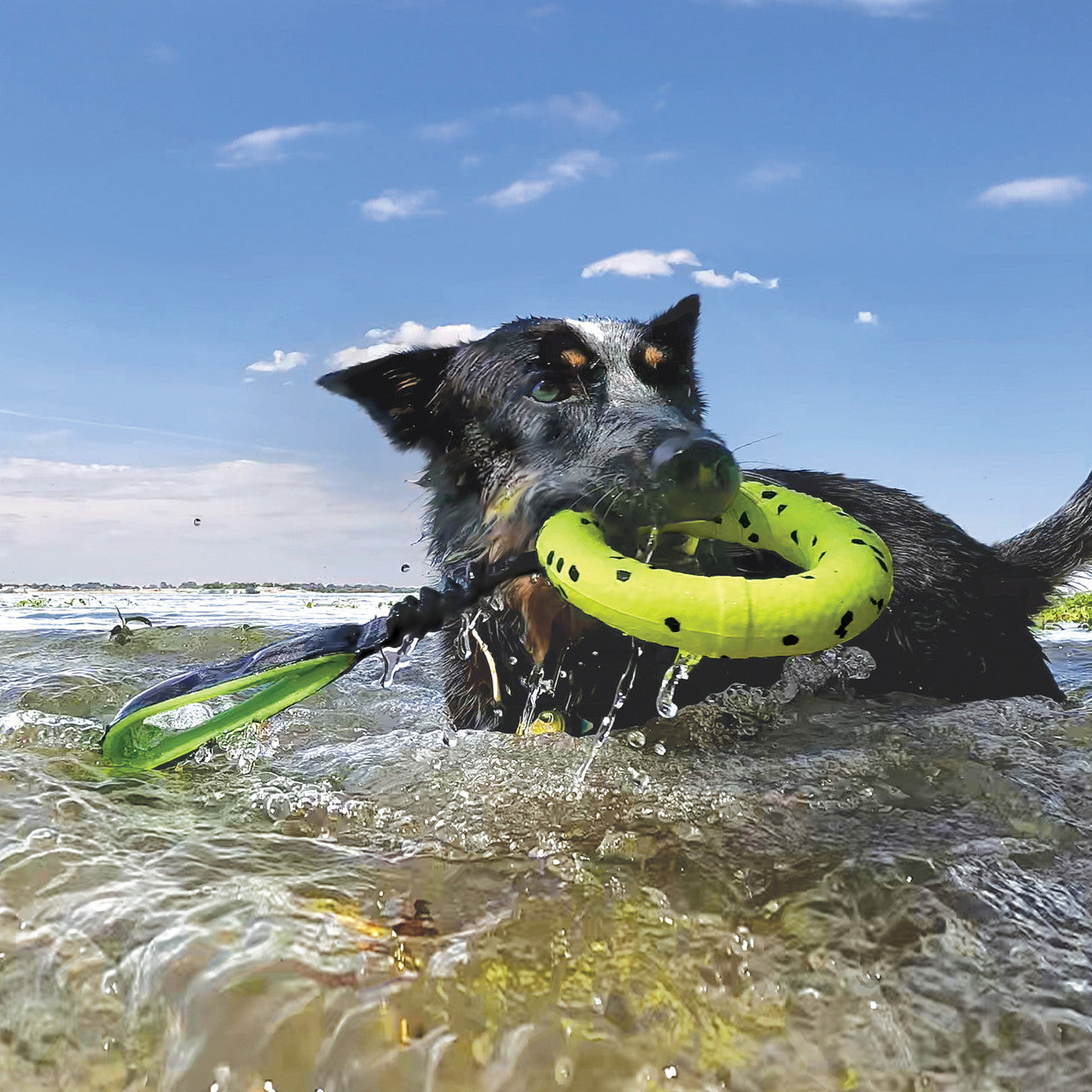 KONG Fetch Dog Toy Reflex Tug