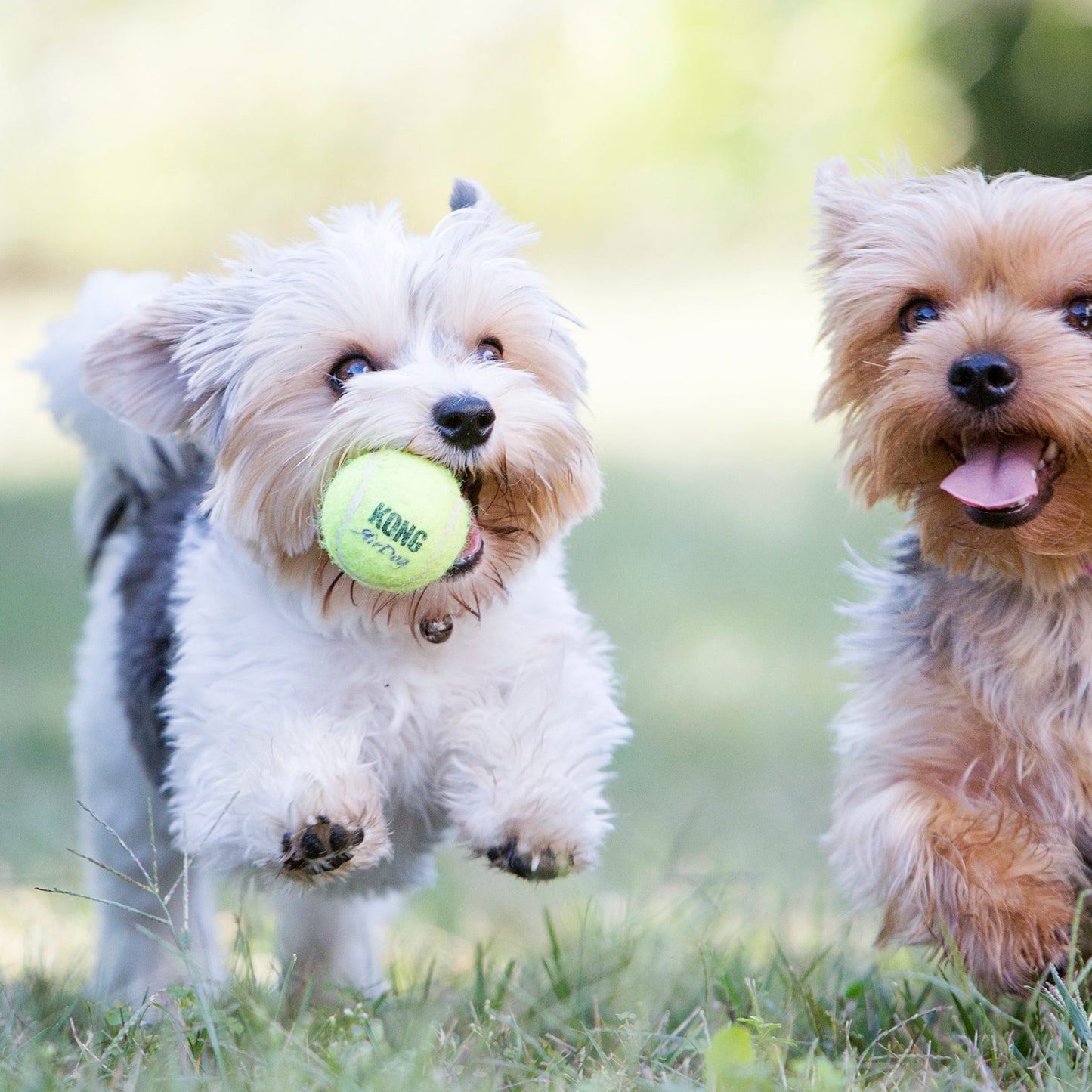 KONG Dog Toy Airdog Squeaker Balls Small 3PK