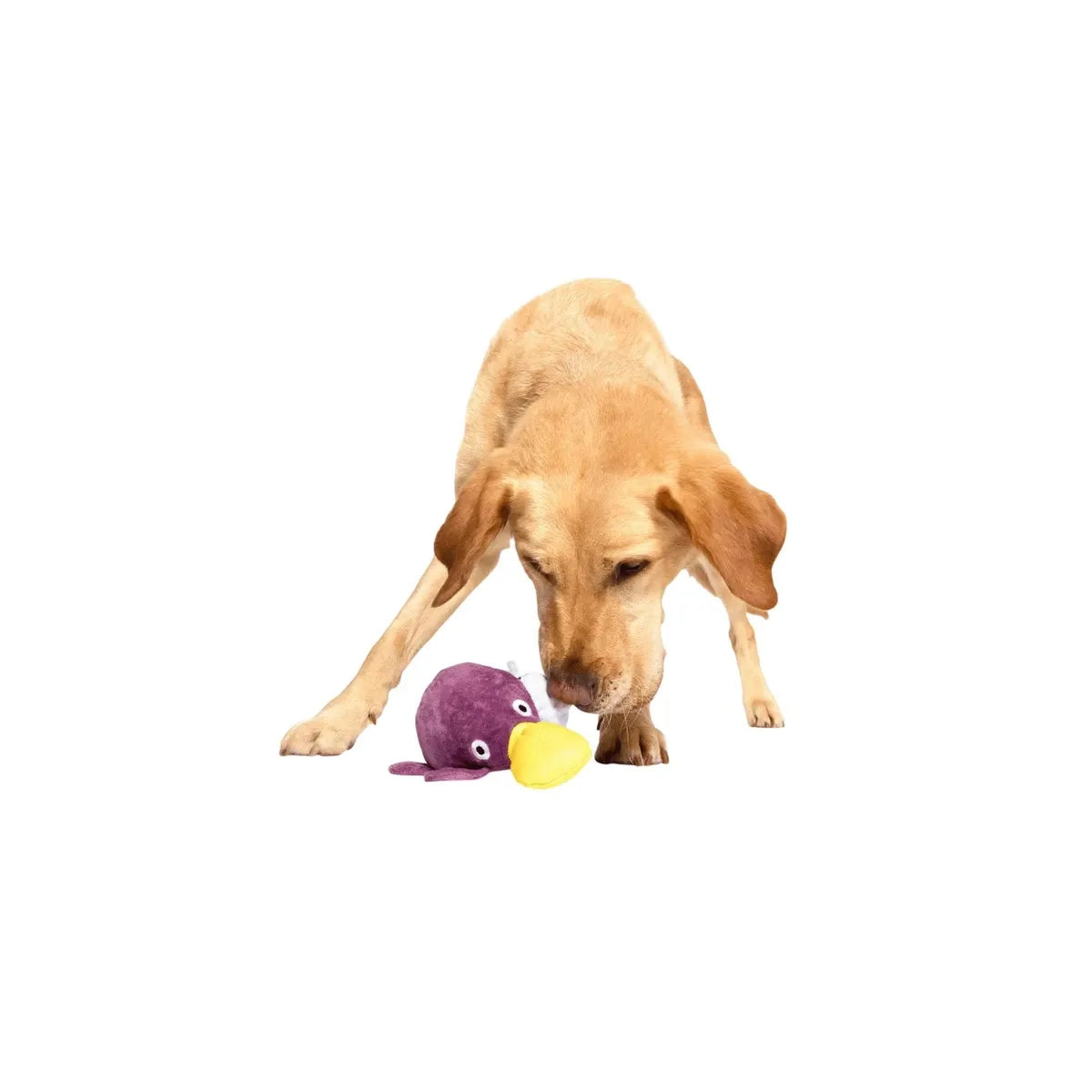 BARK Australian Outbark Collection Pippi Platypus Plush Dog Toy
