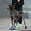 Jianbo 1 Pet Dog Hiking Shoes - 2 Shoes per Set