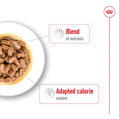 ROYAL CANIN Mini Aging Chunks in Gravy Wet Dog Food 85g x 12