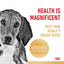 ROYAL CANIN Beagle Adult Dog Dry Food