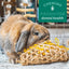 Oxbow Timothy CLUB Timothy Carrot