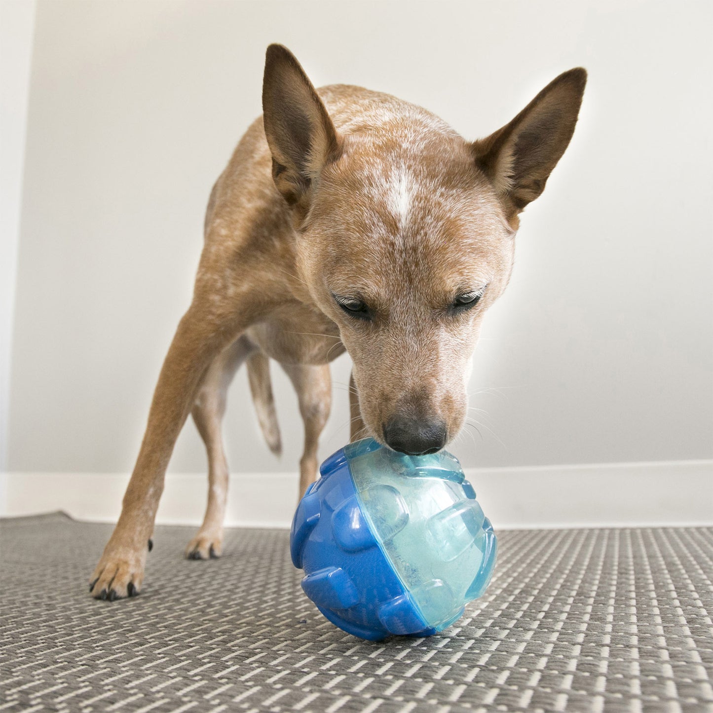 KONG Treat Dispensing Dog Toy Rewards Ball