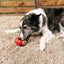 KONG Corkz Savory Flavor Lickable Dog Treats 10pcs