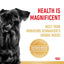 ROYAL CANIN Miniature Schnauzer Adult Dry Dog Food