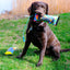 KONG Dog Toy Bunji HighViz Bumper Medium Assorted Colour
