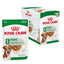 ROYAL CANIN Mini Aging Chunks in Gravy Wet Dog Food 85g x 12