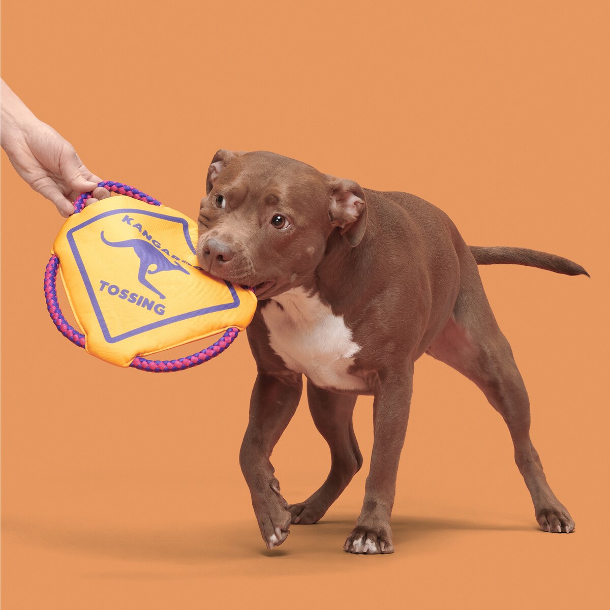 BARK Australian Outbark Collection Kangaroo Tossing Tough Flying Disc Dog Toy