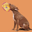 BARK Australian Outbark Collection Kangaroo Tossing Tough Flying Disc Dog Toy