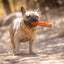 Chuckit! Dog Toy Air Fetch Stick Small