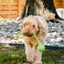 GURU Dog Toy Single Squeaking Rope Medium