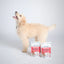 Bell and Bone Dog Dental Sticks - Puppys - Beef and Coconut