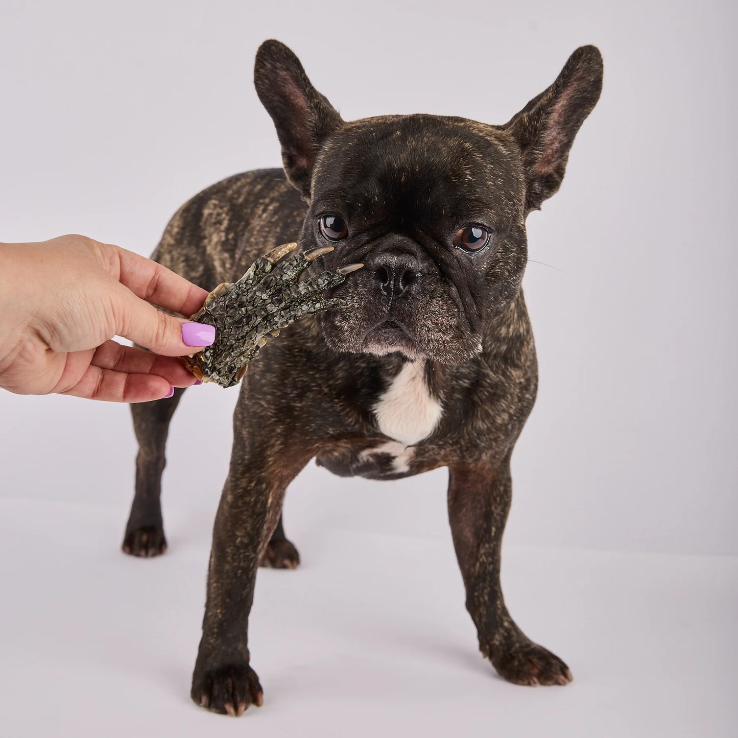 Laila and Me Dog Treat Crocodile Feet 120g