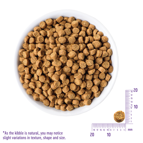 WELLNESS Core Grain Free Cat Dry Food Ocean Formula: Salmon & Herring Meal Recipe 2.27kg