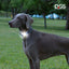 DGS Comet LED Safety Collar For Dogs