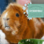 Oxbow Essentials Senior Guinea Pig Food 1.8kg