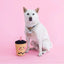 Zippypaws Plush Toys For Dog NomNomz® – Boba Milk Tea