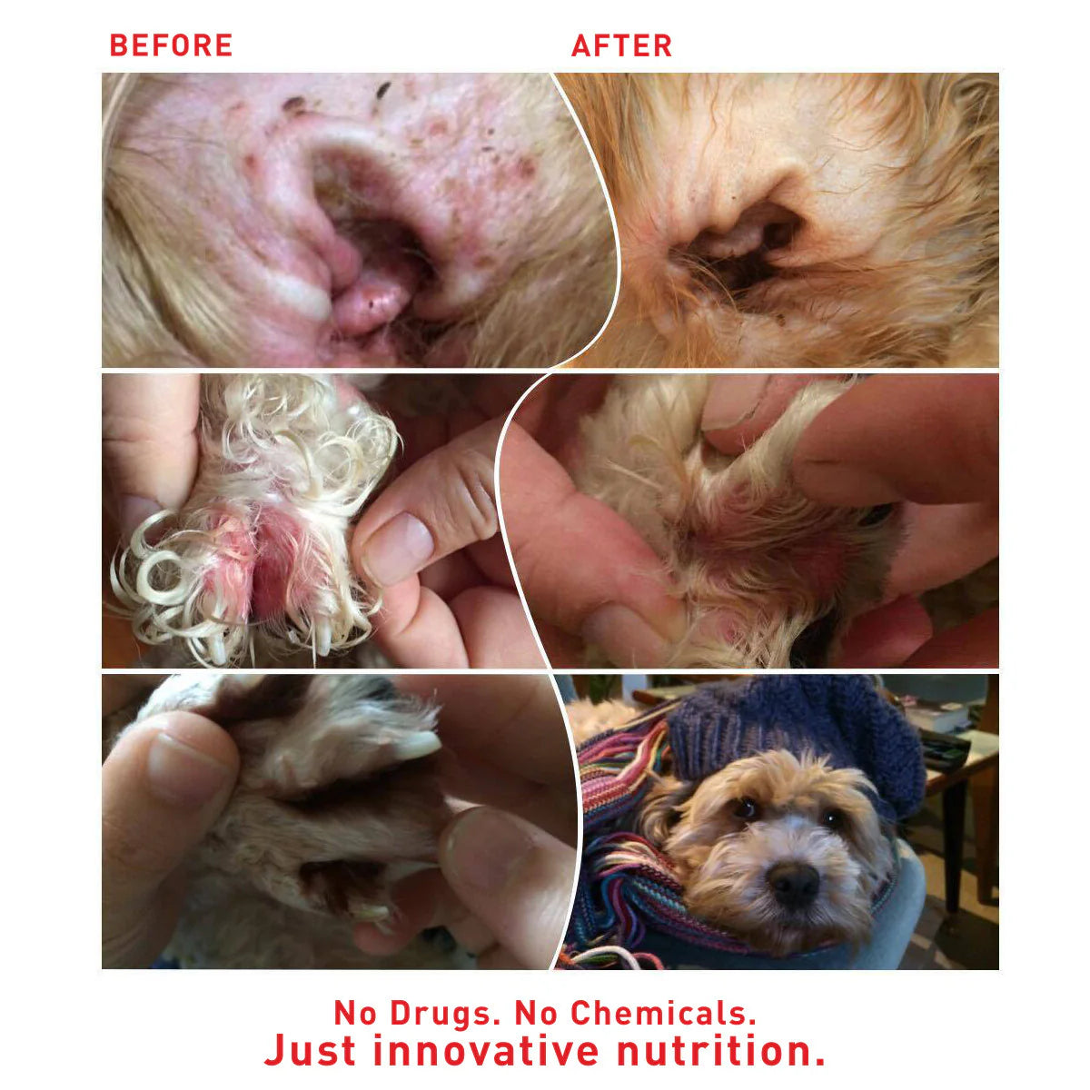 AUGUSTINE APPROVED Faith's Cleanse & Detox For Dogs & Cats