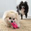 KONG Dog Toy Snuzzles Mini Pig