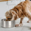 Fuzzl Titan Thermal Dog Bowl 20cm | Brushed Stainless Steel
