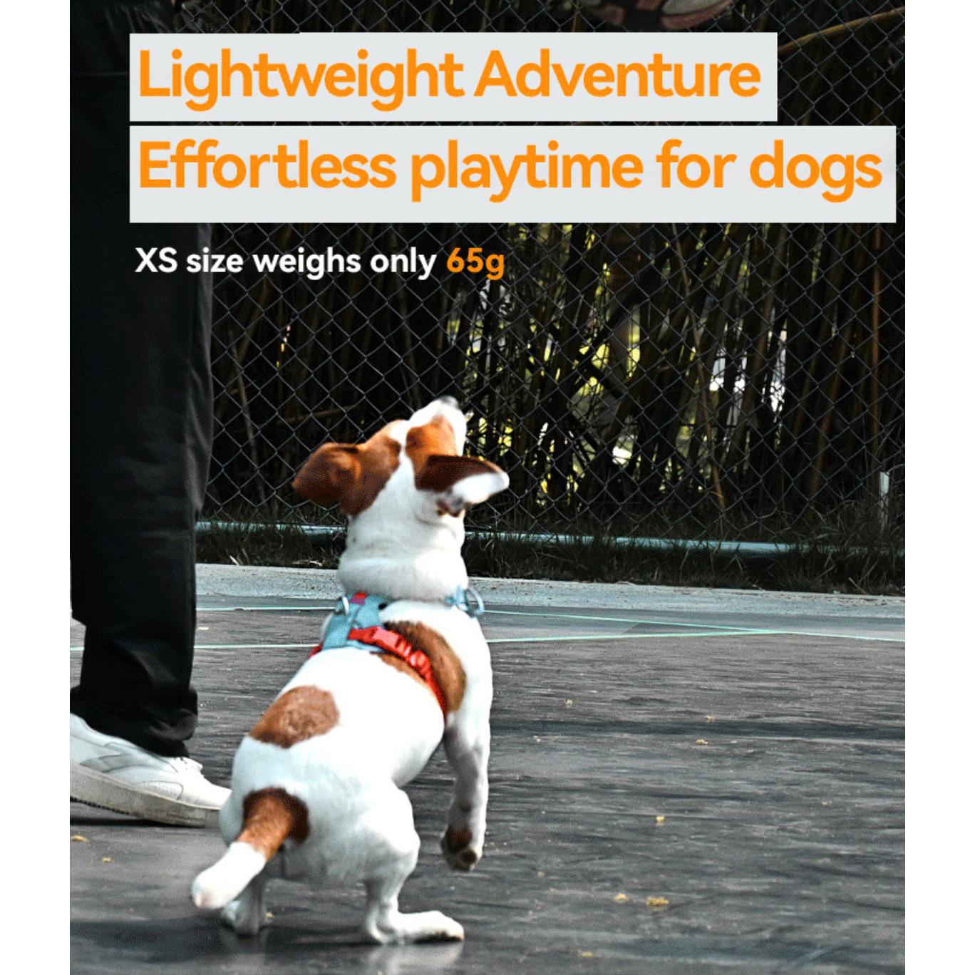 VITALWAVE FeatherGlow Dog Harness