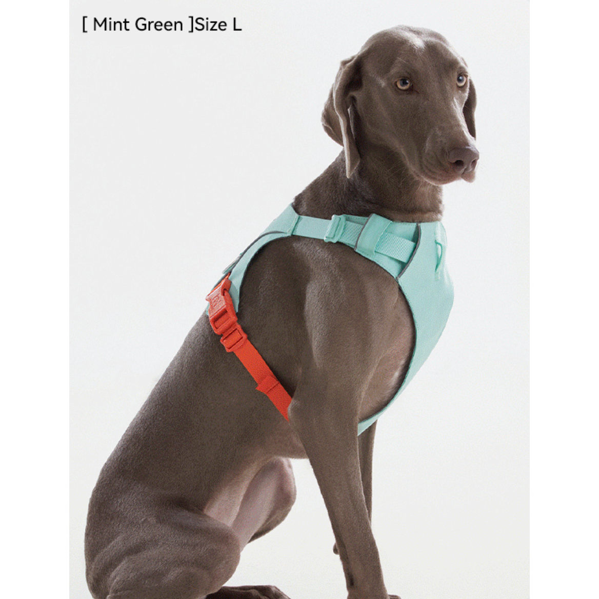 VITALWAVE FeatherGlow Dog Harness