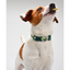 VITALWAVE Gradient Peaks Dog Collar