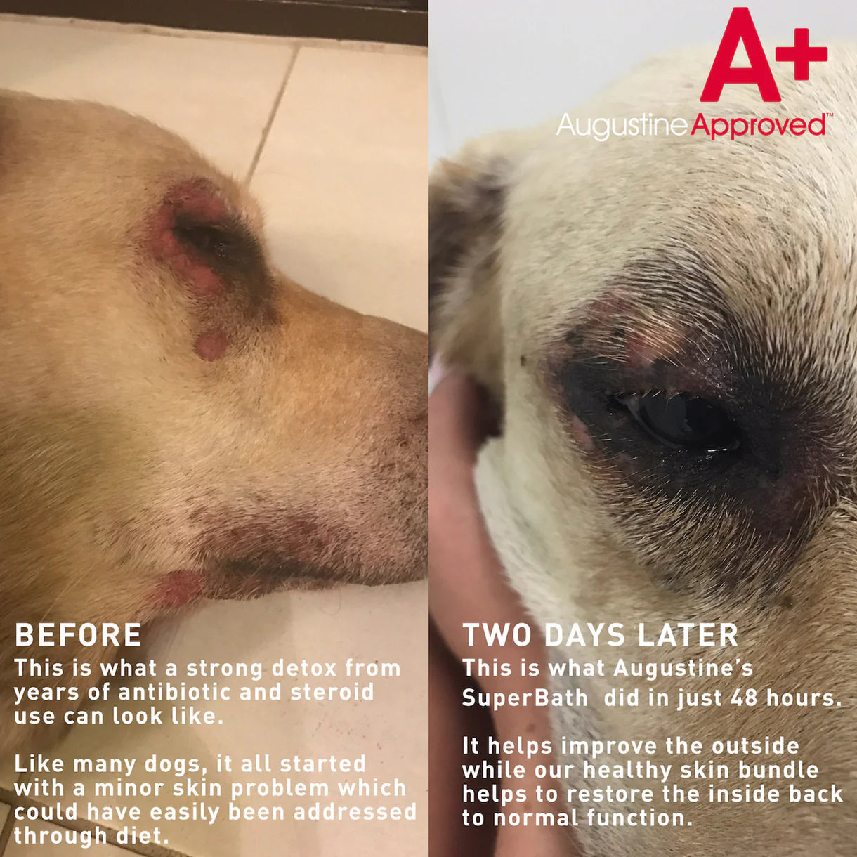 AUGUSTINE APPROVED SuperBath Skin Cleanses Skin & Odour Control for Dogs