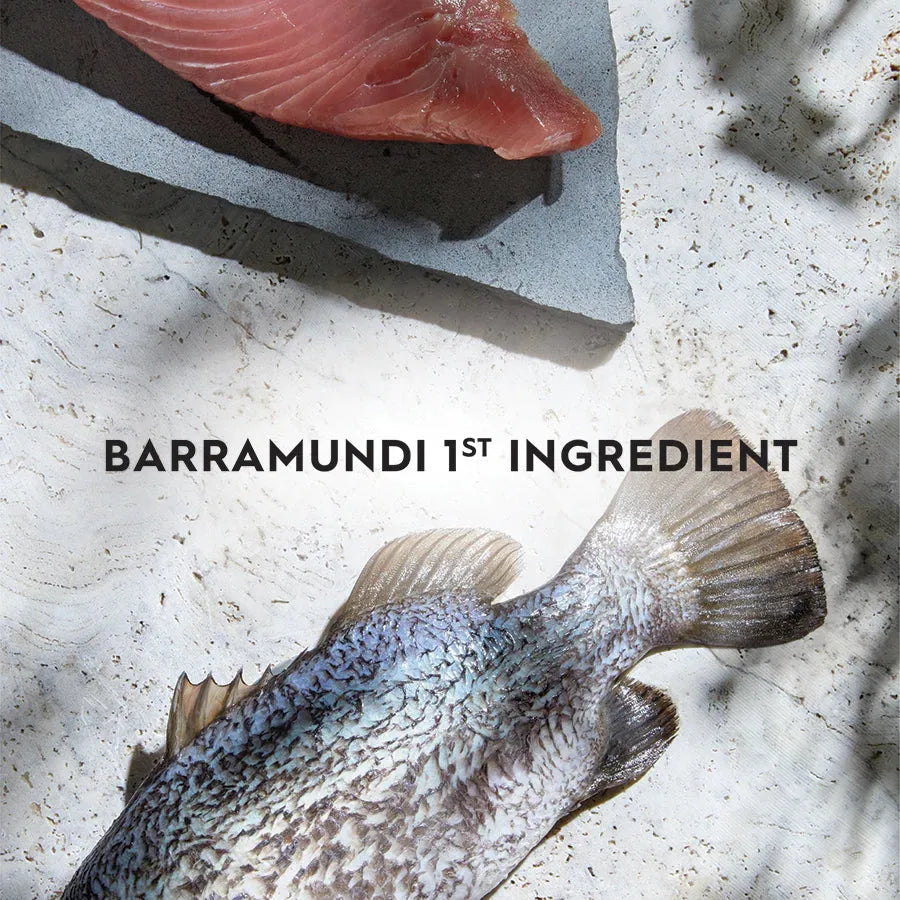 TRILOGY KITTEN Dry Food - BARRAMUNDI WITH TUNA 1.2Kg