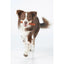 Whimzees Dental Dog Treats Stix