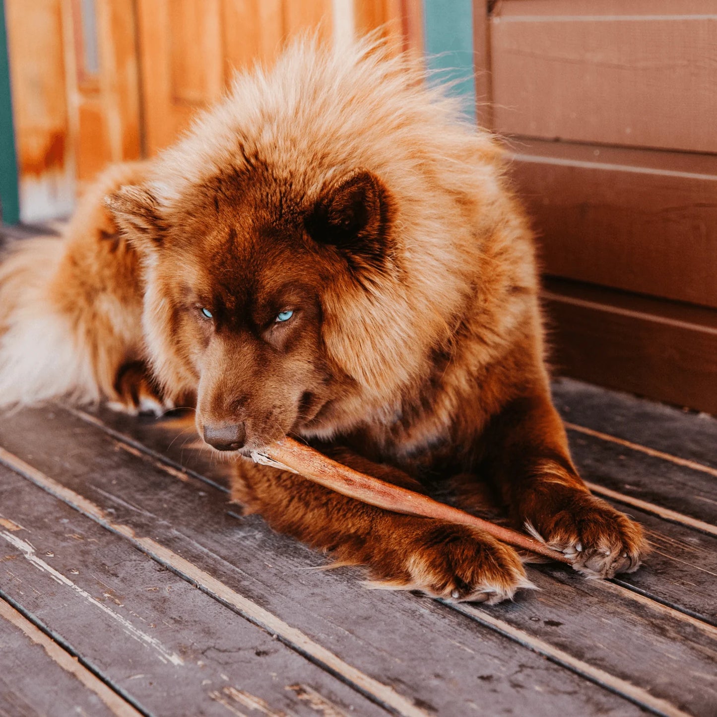 Natural Farm Dog Treat Large Bully Sticks 4Pack