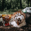 Natural Farm Dog Treat Braided Bladder Sticks 15cm 5Pack
