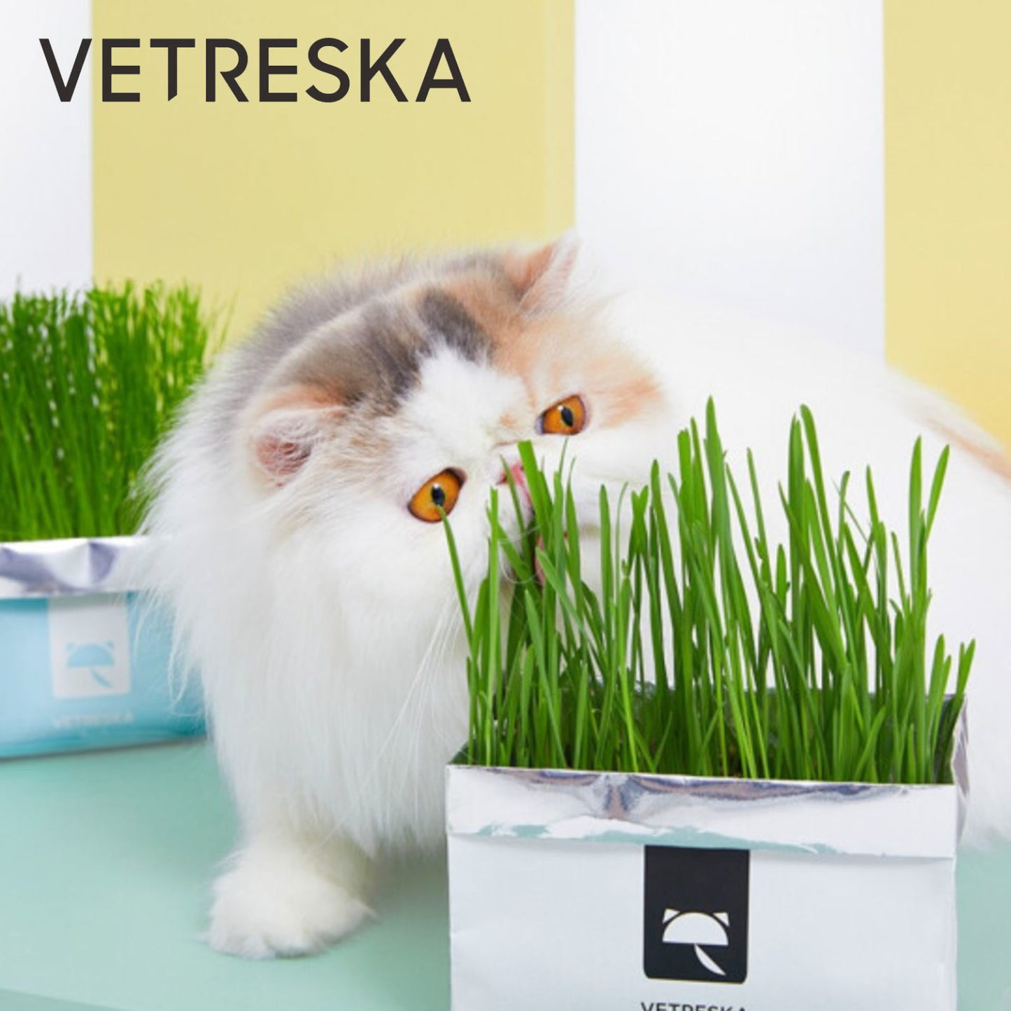 VETRESKA Soilless Cat Grass – Setaria