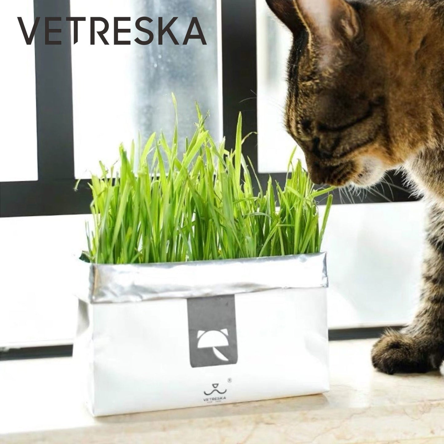 VETRESKA Soilless Cat Grass – Setaria