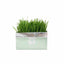 VETRESKA Soilless Cat Grass – Setaria