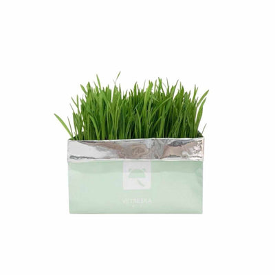 VETRESKA Soilless Cat Grass – Setaria