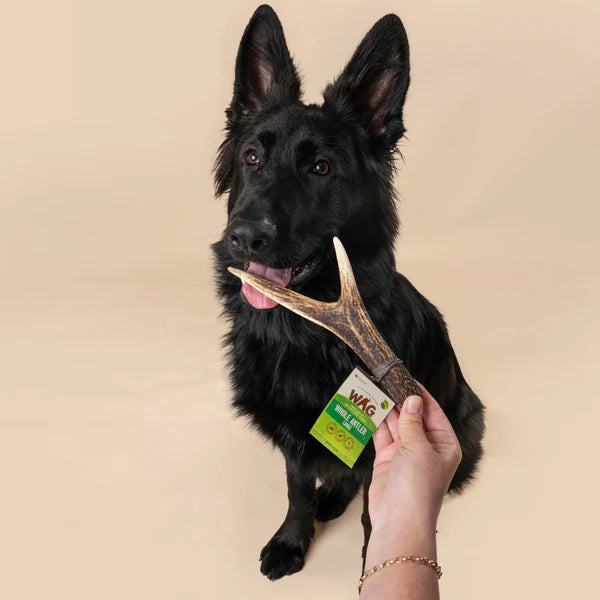 WAG Dog Treats Whole Deer Antler Small 1pc