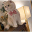 Cute Colorful Cat Bib