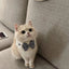 Cute Colorful Cat Bib